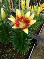 [5044 TinyNugget No01.JPG]